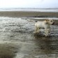 mi labrador mi zahir
